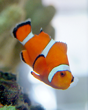 Photo of a fish Photo of a fish